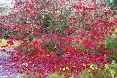 Rogaland - Sandnes - Arboretet