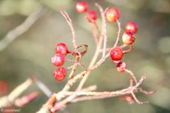 Rogaland - Sandnes - Arboretet
