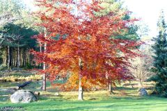 Rogaland - Sandnes - Arboretet