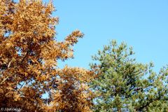 Rogaland - Sandnes - Arboretet