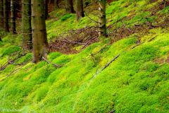 Rogaland - Sandnes - Vagleskogen