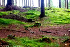 Rogaland - Sandnes - Vagleskogen