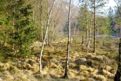 Rogaland - Sandnes - Kubbetjørn