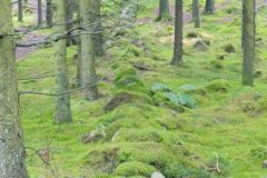 Rogaland - Sandnes - Vagleskogen