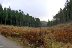Rogaland - Sandnes - Vagleskogen