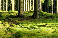 Rogaland - Sandnes - Vagleskogen