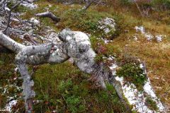 Agder - Sirdal - Donsen