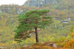 Agder - Sirdal - Donsen