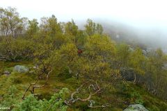 Agder - Sirdal - Donsen