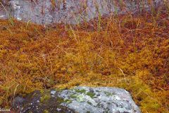 Agder - Sirdal - Donsen