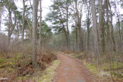 Rogaland - Sola - Ølbergskogen - Sørsiden av leiren