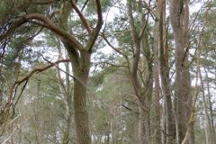 Rogaland - Sola - Ølbergskogen - Sørsiden av leiren