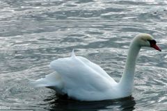 Rogaland - Stavanger - Gandsfjorden - Fra Mariero til Gauselstranda