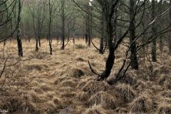 Rogaland - Stavanger - Hundvåg - Trollskogen