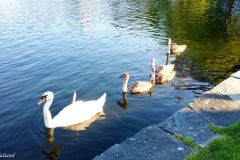 Rogaland - Stavanger - Byparken - Breiavatnet