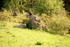 Rogaland - Stavanger - Ullandhaugskogen - Flyttblokk (9) i slalåmbakken