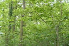 Rogaland - Stavanger - Gauselskogen naturreservat