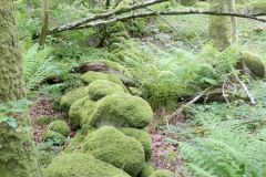 Rogaland - Stavanger - Gauselskogen naturreservat