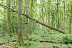 Rogaland - Stavanger - Gauselskogen naturreservat