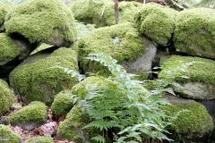 Rogaland - Stavanger - Gauselskogen naturreservat