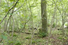 Rogaland - Stavanger - Gauselskogen naturreservat