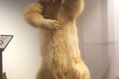 Rogaland - Stavanger - Stavanger Museum - Naturhistorisk del