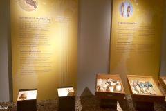 Rogaland - Stavanger - Stavanger Museum - Naturhistorisk del