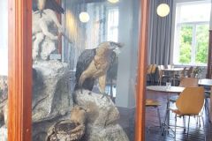 Rogaland - Stavanger - Stavanger Museum - Naturhistorisk del i kafeen