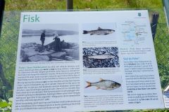 Rogaland - Stavanger - Store Stokkavatn - Litlaholmen - Informasjonstavle om fisk