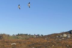 Rogaland - Stavanger - Hålandsvatnet - Resnes - Kanadagås