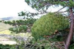 Rogaland - Strand - Lysefjorden Rundt - Botne til Ulvaskog og Preikestolhytta
