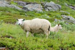 Vestland - Stryn - Gamle Strynefjellsveg - Fv258 - Videdalen