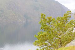 Rogaland - Suldal - Røynevarden - Suldalsvatnet
