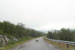 Troms og Finnmark - Tana - Fv98