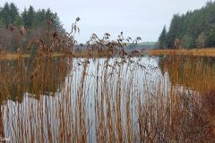 Rogaland - Time - Njåskogen