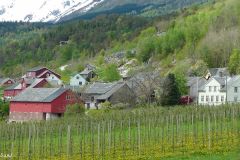 Hordaland - Ullensvang - Innover Sørfjorden fra Utne mot Agatunet