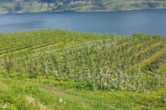 Hordaland - Ullensvang - Innover Sørfjorden - Fjellsiden opp mot Reiseter