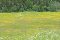 Innlandet - Vestre Slidre - Dalsvegen